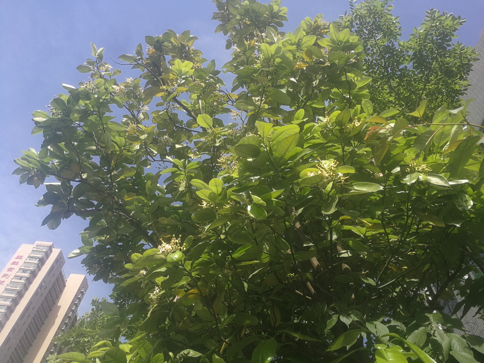 IMG_20190507_084951.jpg