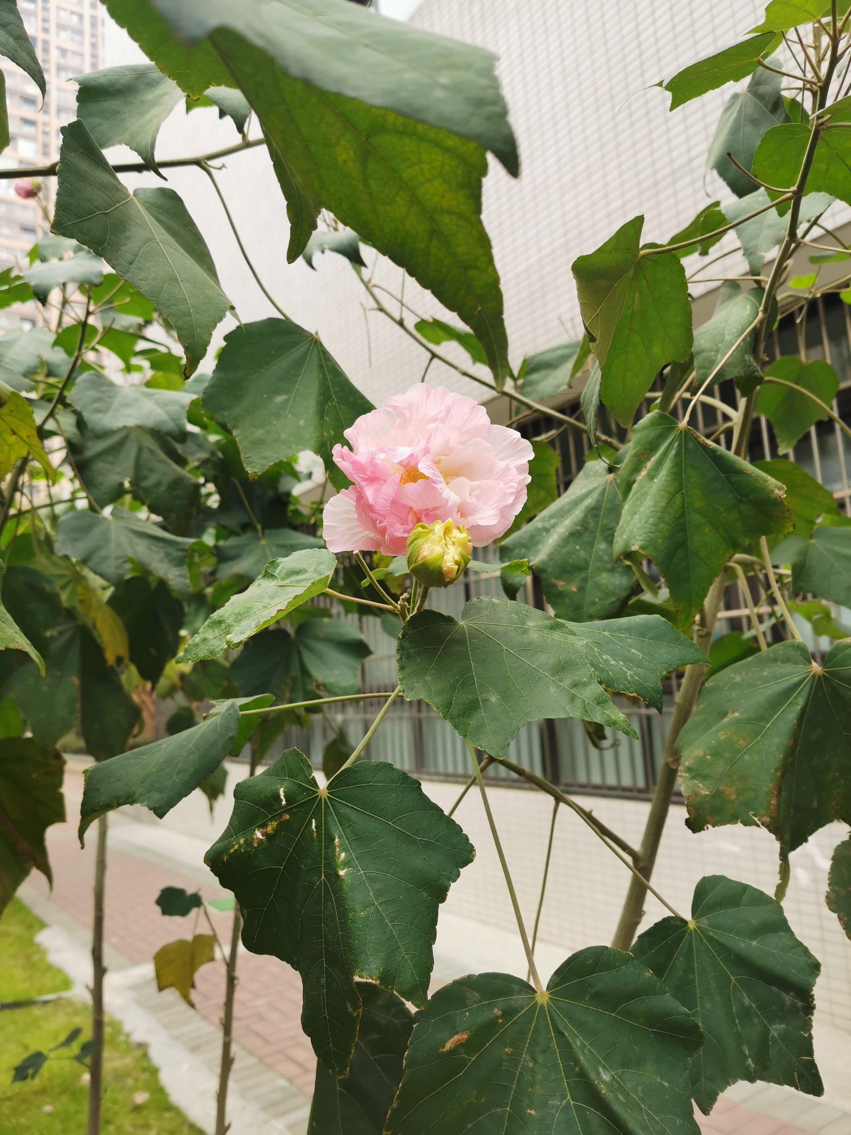 IMG_20211117_081530.jpg